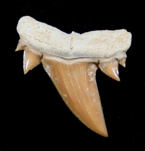 pictures of fossilized shark teeth.